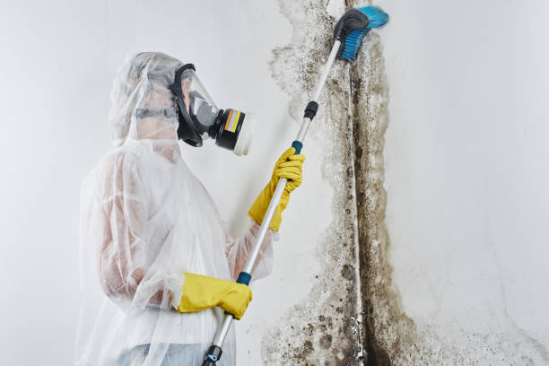 Professional Mold Removal in Brentwood, PA